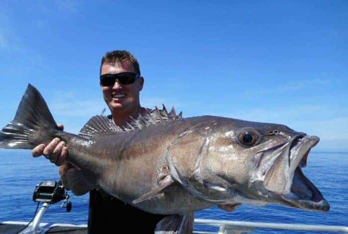 NZ Kingfish